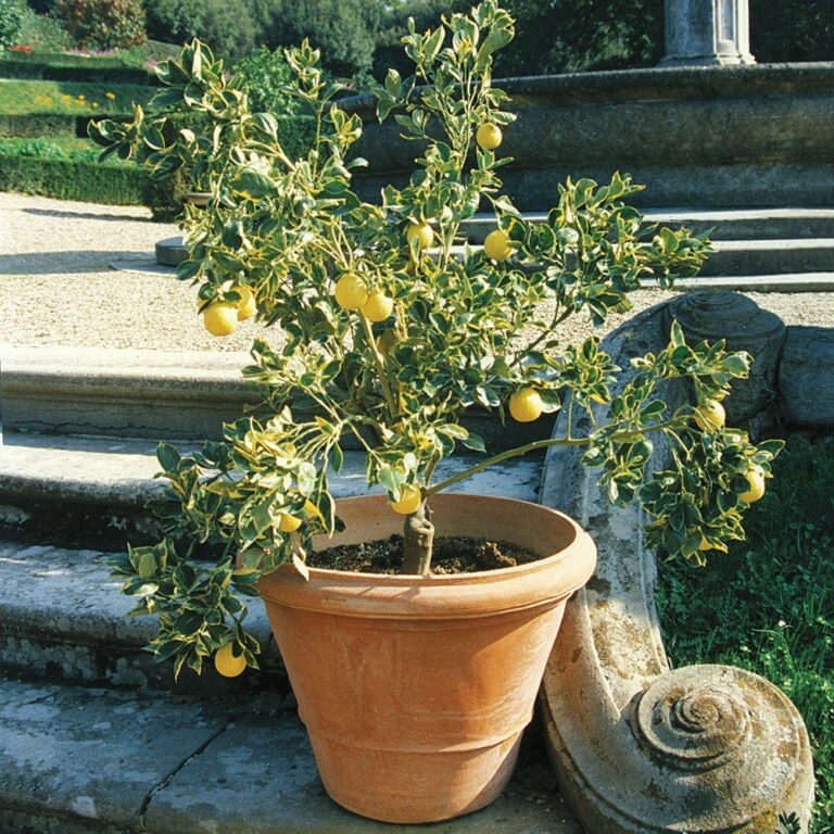 Vaso Liscio Poggi Ugo Terracotta Impruneta