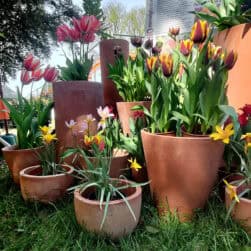 Bulb. Handcrafted Impruneta clay pot, wind-stable, plantable, frost-proof. Available in sizes 40–70 cm. Also in anthracite grey GrigioLava.