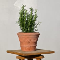 Vasetto in terracotta con festone, anelli e stemma Medici