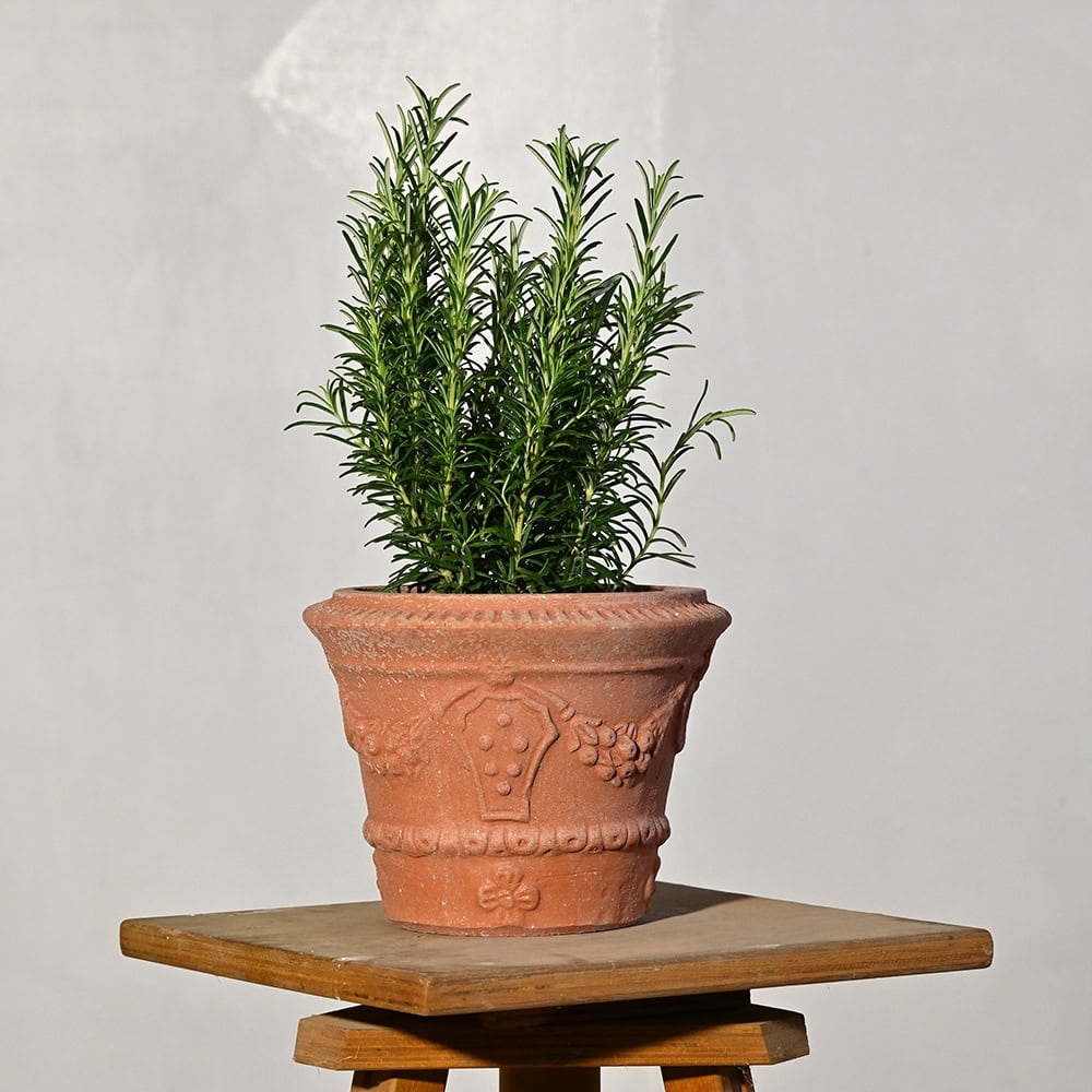 Vasetto in terracotta con festone, anelli e stemma Medici