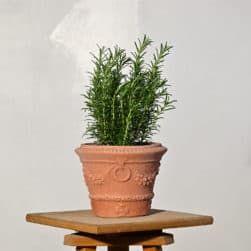 Vasetto in terracotta con festone, anelli e stemma Medici