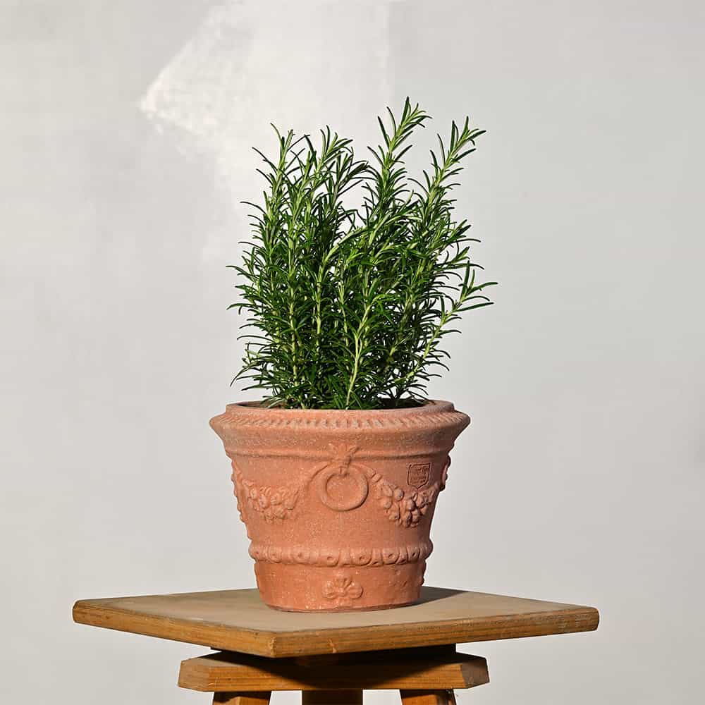 Vasetto in terracotta con festone, anelli e stemma Medici