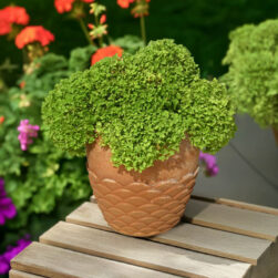 Cache-pot Onde in terracotta con decorazione ispirata alle onde del mare, ideale per piante e fiori.