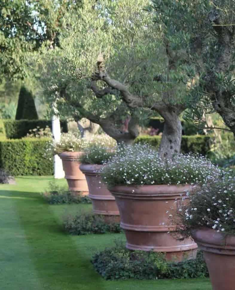 Vasi in terracotta grandi dimensioni per alberi di ulivo